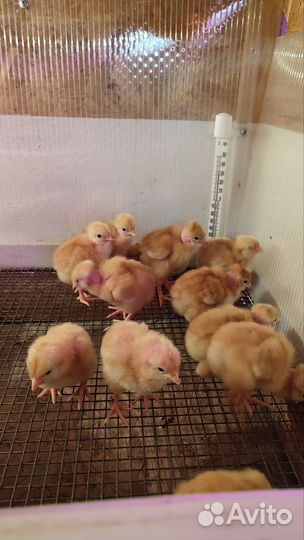 Цыплята
