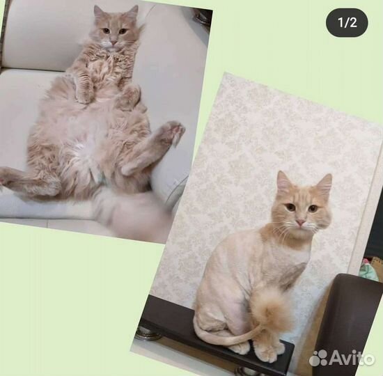 Стрижка котов, кошек на дому