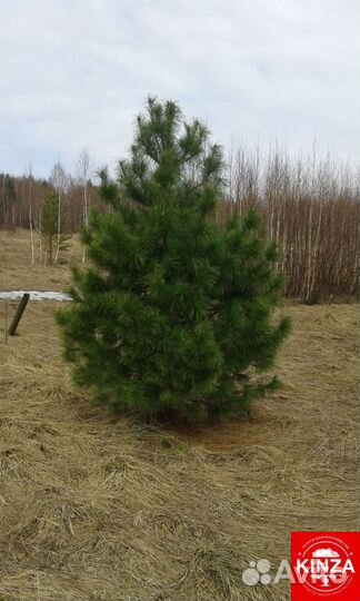 Сосна обыкновенная всех размеров
