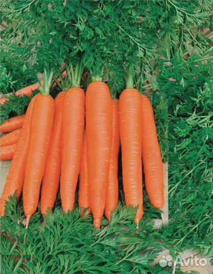 Морковь Осенний король 2 гр б.п
