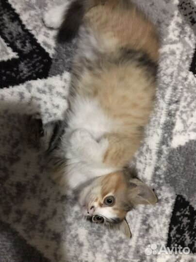 Котенок Бесплатно