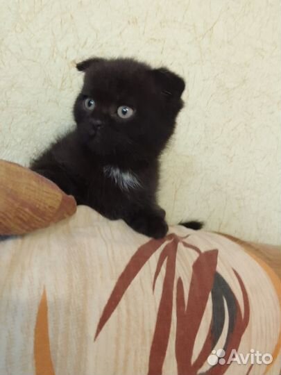 Британский котик