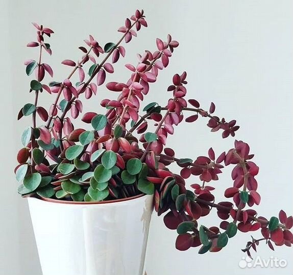 Пеперомия Лилиан, Рубелла