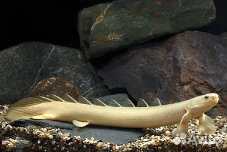 Полиптерус