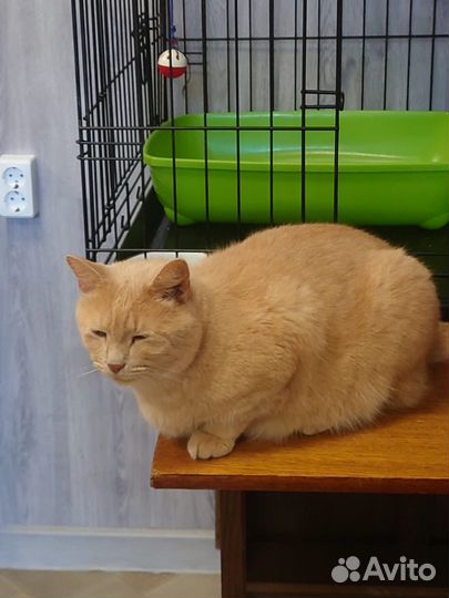 Рыжий домашний кот