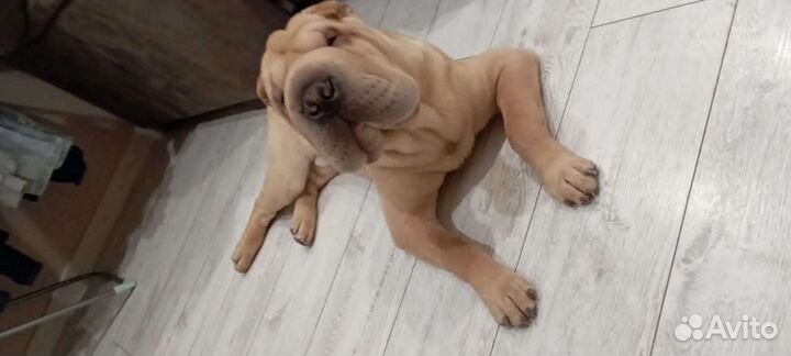 Шарпей вязка