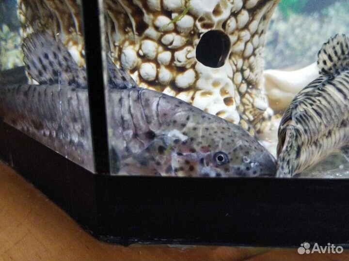 Сомы Таракатум