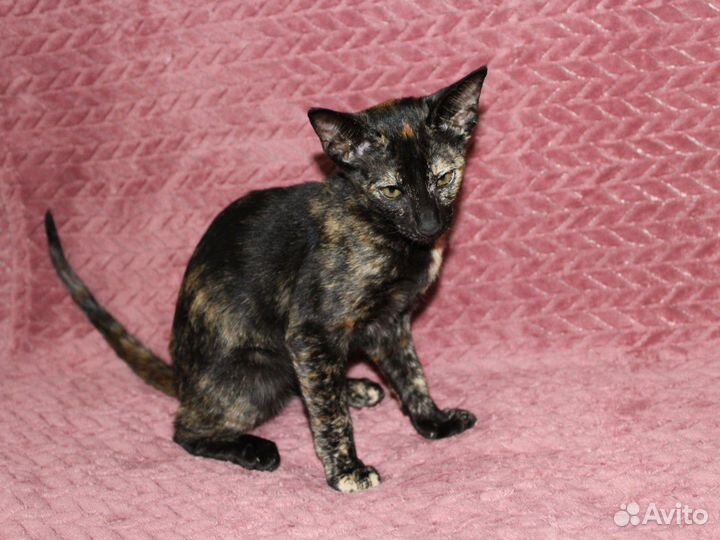 Ориентальная