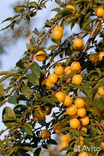 Саженцы Грецкого Ореха,Сливы,Вишни,Д.Винограда,Обл