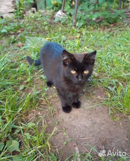 Кошка в дар