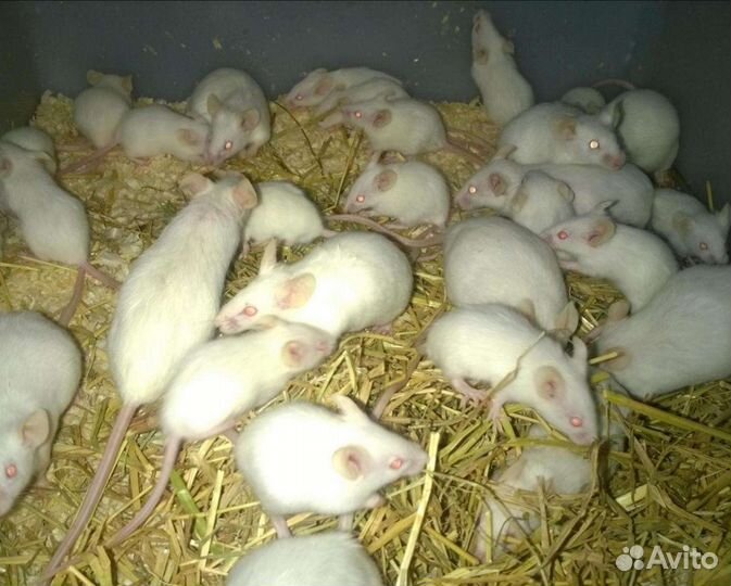 Кормовые грызуны