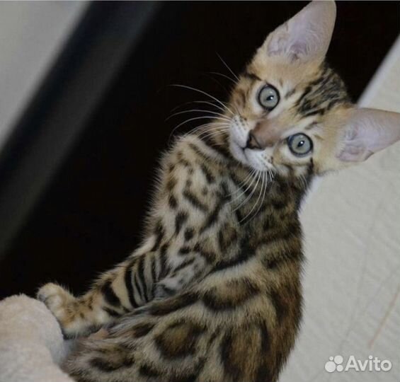 Бенгальская