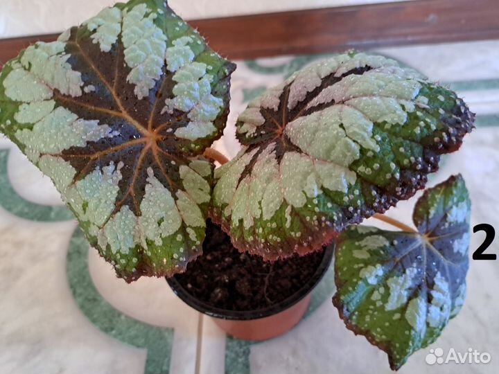 Комнатные растения. Бегония декоративно-лиственная