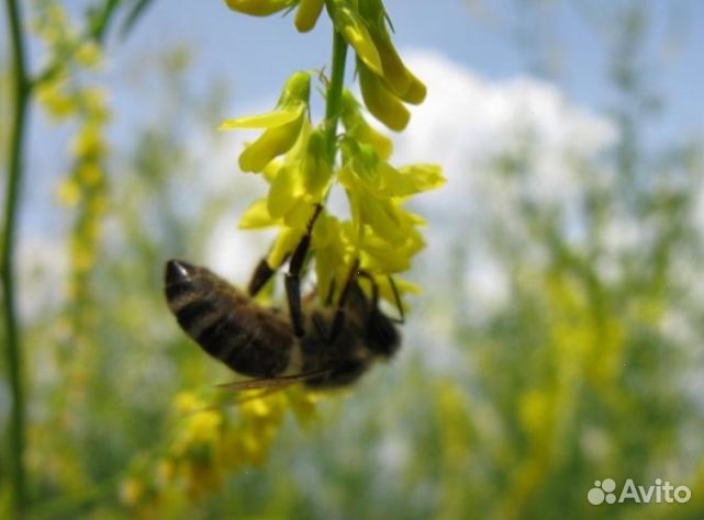 Мёд 2024 года натуральный опт