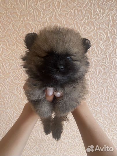Щенки шпиц
