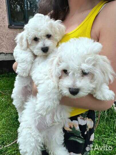 Щенки бишон фризе