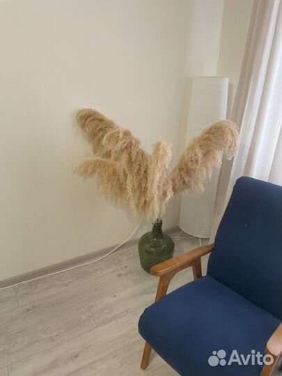 Испанская пампасная трава (сухоцвет)