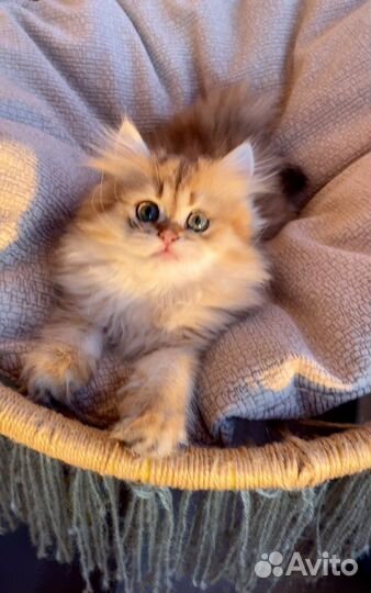 Золотые британцы