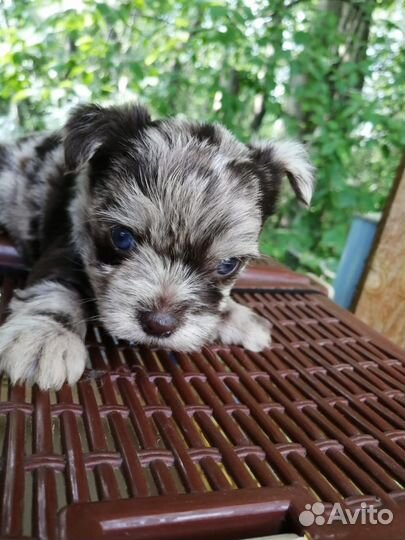 Редкие окрасы йорков