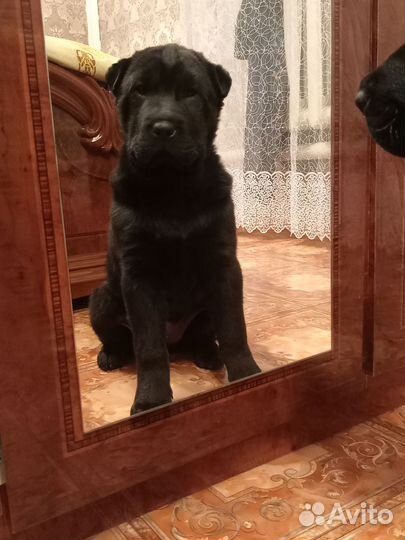 Собака шарпей