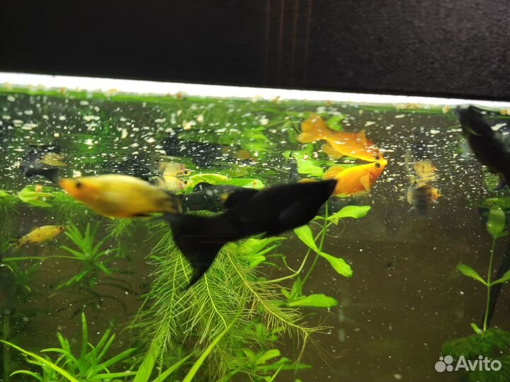 Моллинезия