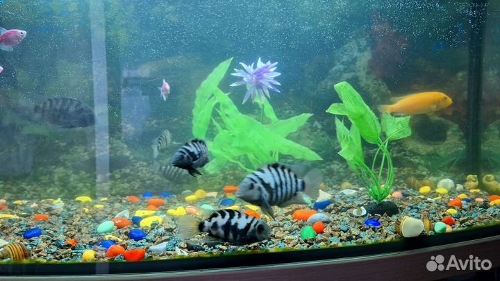 Аквариум 120 литров с тумбой