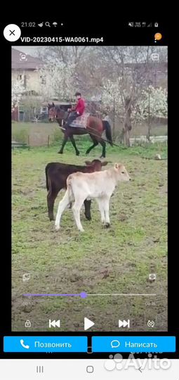Кабыла рабочая