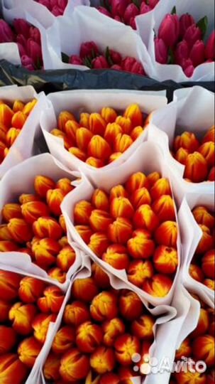 Тюльпан оптом