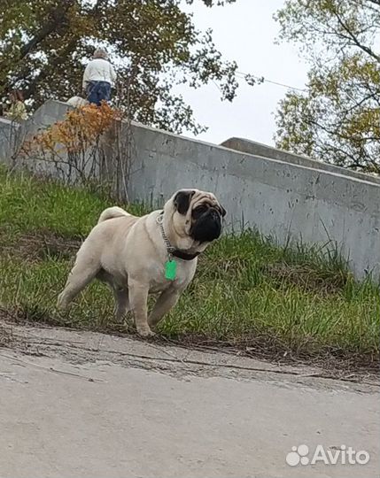 Шикарный мопс для вязки