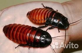 Корм для рептилий, амфибий, птиц, ежей, пауков