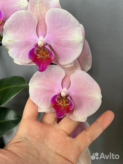 Подарок Орхидея каскад Perfect Peach