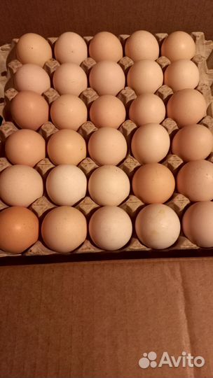 Домашние куриные яйца