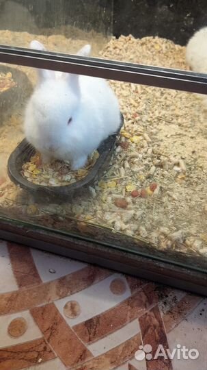 Карликовые кролики