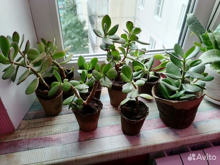 Денежное дерево. Крассула. Толстянка
