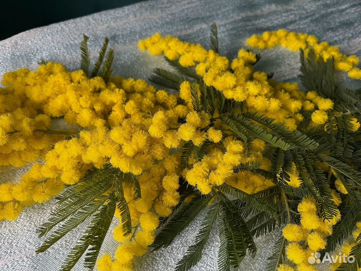 Мимоза букетная