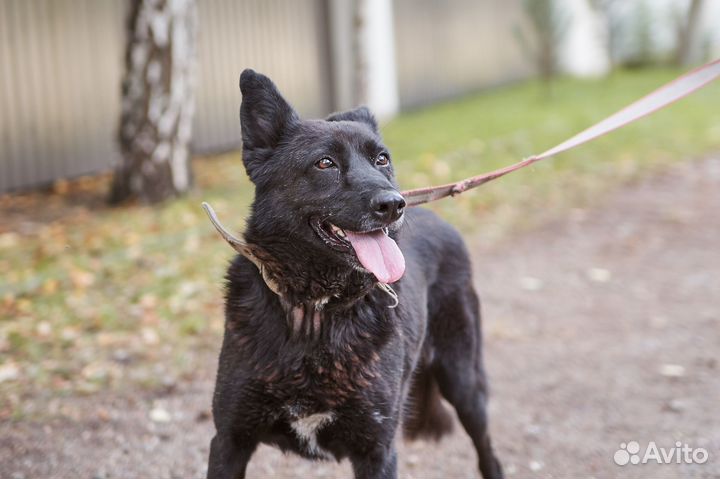 Отличная собака Верта в самые добрые руки