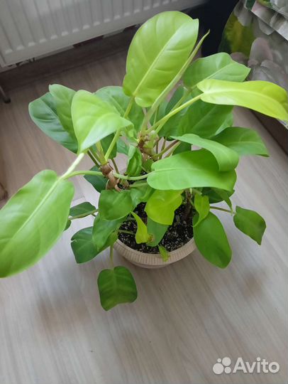 Филодендрон