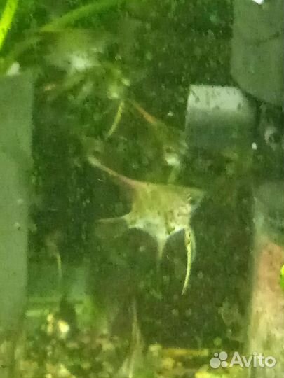 Рыбки скалярии