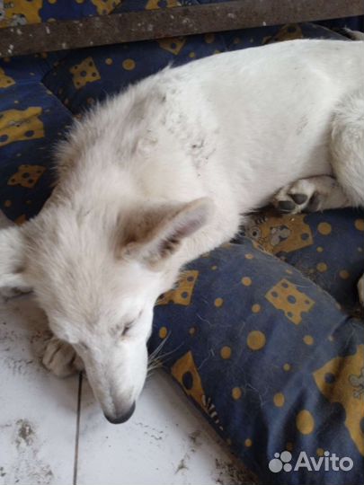 Щенки 3 девочки