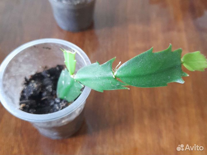 Декабрист оранжевый