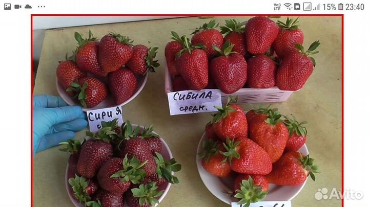 Клубника супер сорта (саженцы)