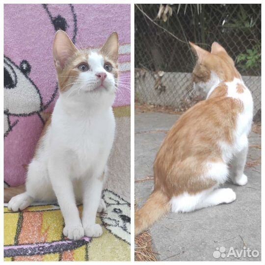 Котенок-мальчик и котенок-девочка крымских кошек