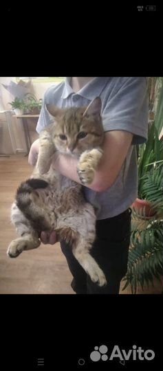 Котёнок девочка