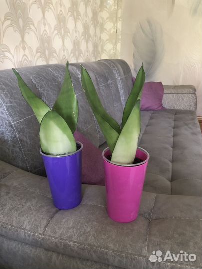 Сансевиерия Муншайн