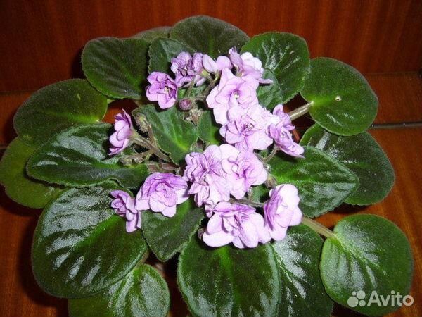 Продам фиалки