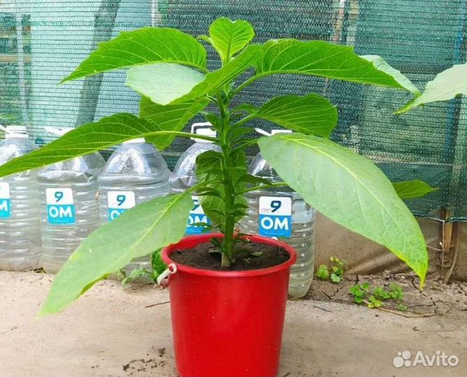 Бругмансия розовая и жёлтая