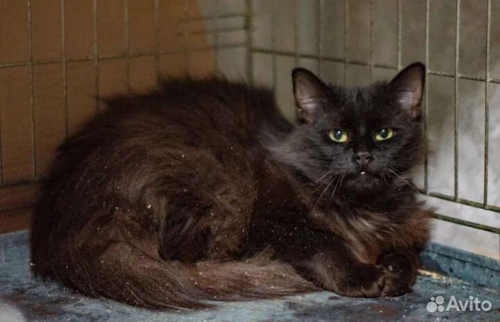 Кот. Очень. Брутальный. Кот