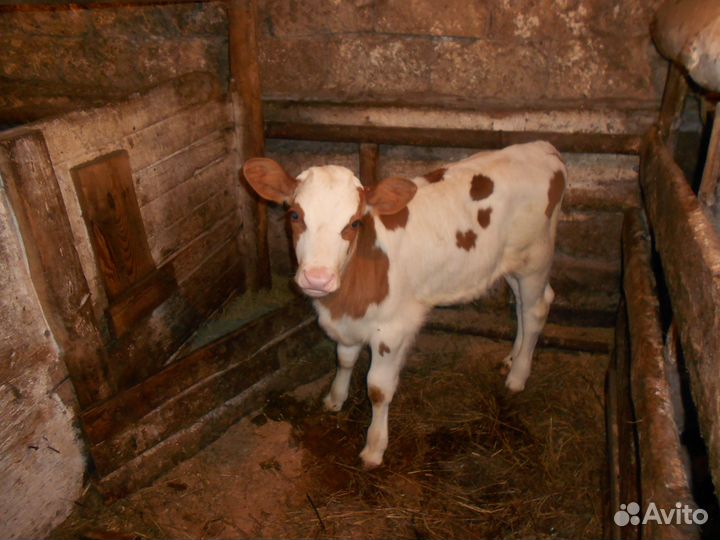 Бычок и телка