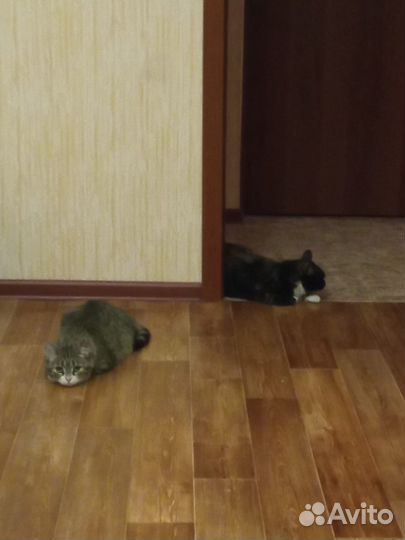 Кошку отдадут в приют