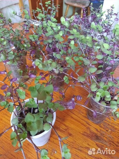 Кализия зелёная с фиолетовым